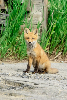 25 fox kit (624A9448) June 15, 2018 copy