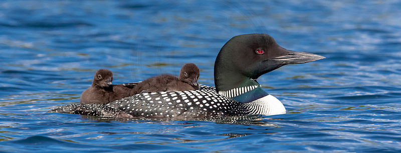 14 loons (IMG_0246) June 20, 2021 copy