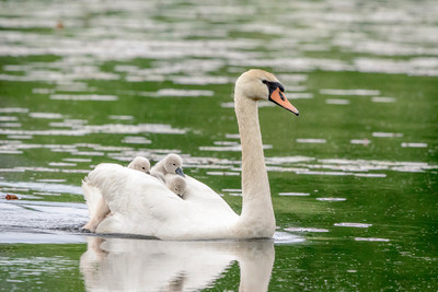 9 swan and cygnets (624A4821) May 20, 2018