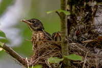 2 robin family (AF3A9989) July 7, 2020