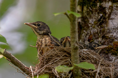 2 robin family (AF3A9989) July 7, 2020