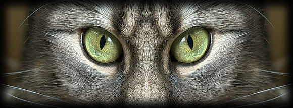 Cooper's Green Eyes in rectangular with boarder