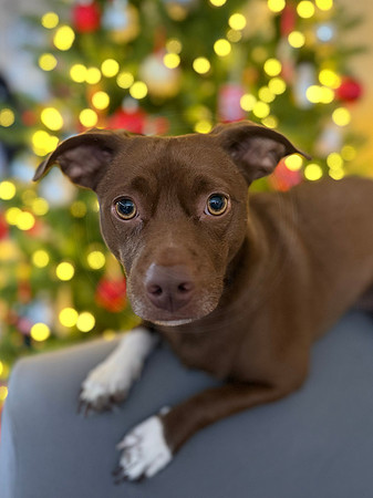 mickey at christmas
