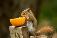 4 red squirrel (BBBB7969) June 16, 2021