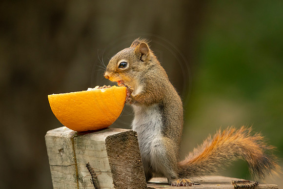 4 red squirrel (BBBB7969) June 16, 2021
