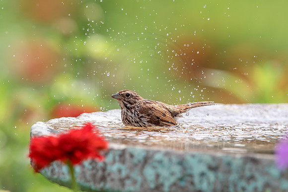40 bird (624A8337) August 5, 2018