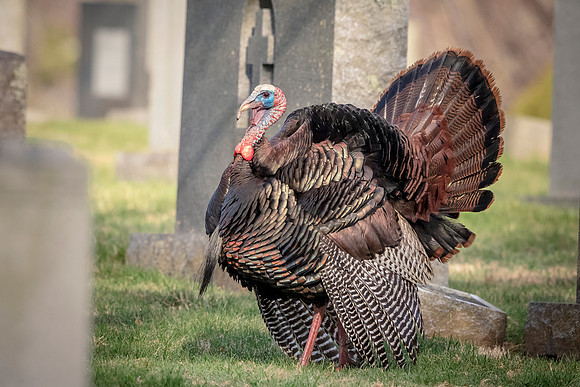 33 turkey (624A3238) April 11, 2017