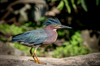 12 green heron (624A6491) July 20, 2018