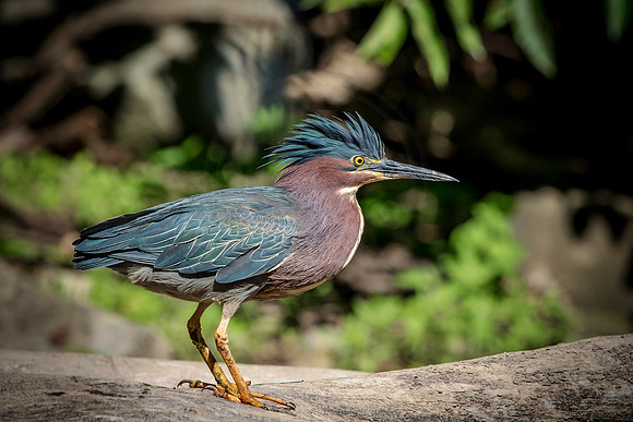 12 green heron (624A6491) July 20, 2018