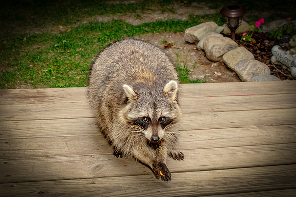 30 raccoon from last year (IMG_6810) September 16, 2016