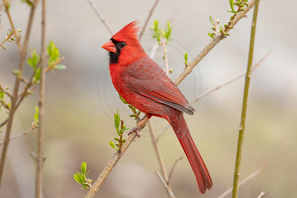 183 cardinal (6F3A4599) May 10, 2021