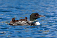 14 loons (IMG_0246) June 20, 2021 copy