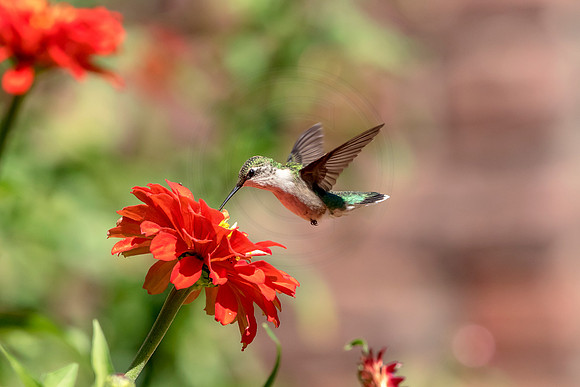 64 hummingbird (624A8967) August 10, 2018