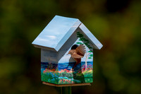 13 house wren (AF3A5246) May 26, 2020