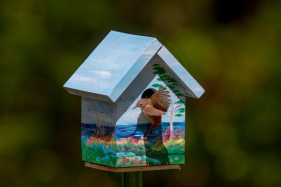 13 house wren (AF3A5246) May 26, 2020