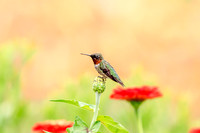 22 hummingbird (624A8186) August 5, 2018