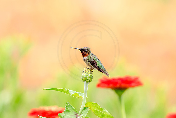 22 hummingbird (624A8186) August 5, 2018
