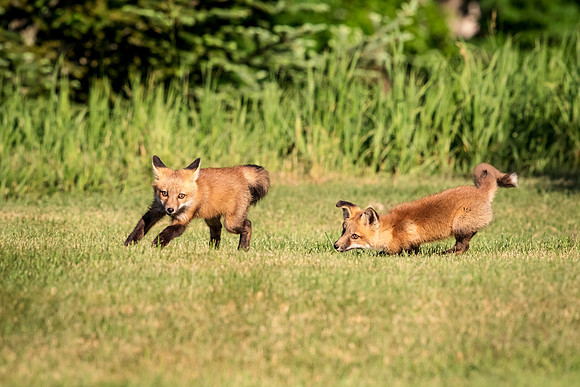 2 red fox kits (624A0388) June 16 2018