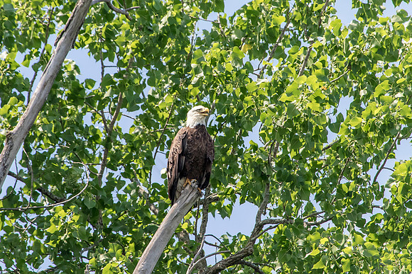 70 bald eagle (624A3814) July 3, 2018
