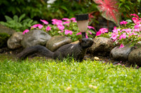 12 black squirrel (IMG_0151) September 6, 2022