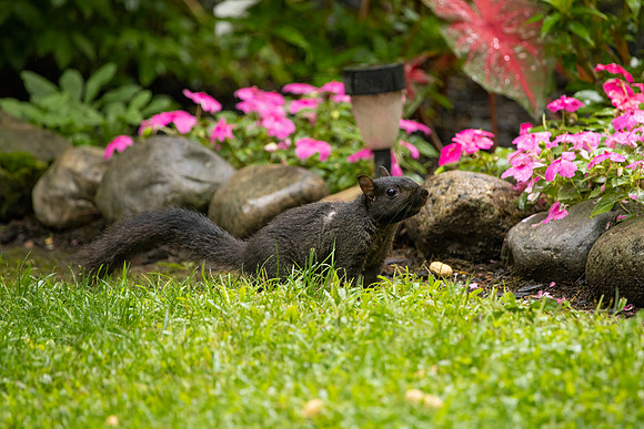 12 black squirrel (IMG_0151) September 6, 2022