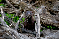 6 american mink (624A6403) July 17, 2020