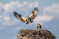 1 osprey (6F3A7163) June 1, 2021