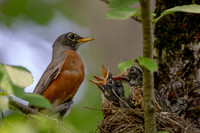 3 robin family (AF3A0044) July 7, 2020