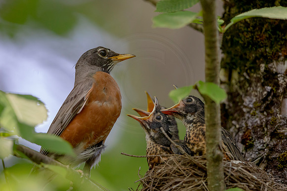 3 robin family (AF3A0044) July 7, 2020