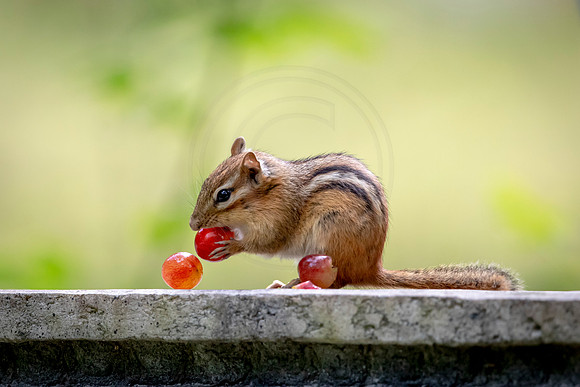168 chippy (AF3A8374) June 27, 2020
