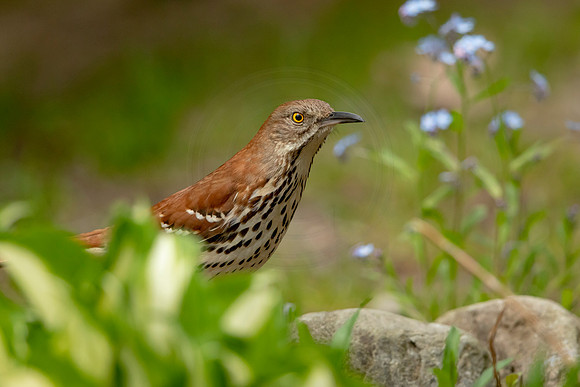 269 brown thrasher (6F3A5231) May 14, 2021