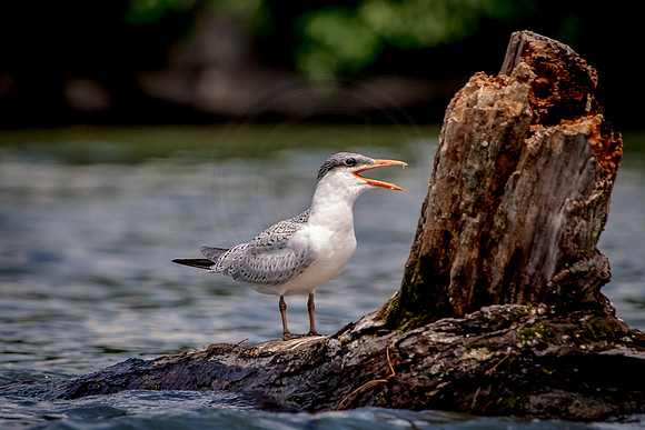 11 tern (624A2799) July 16, 2017 copy