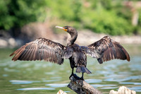 5 cormorant (624A3443) July 3, 2018