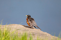 7 robin (AF3A4842 May 16, 2020