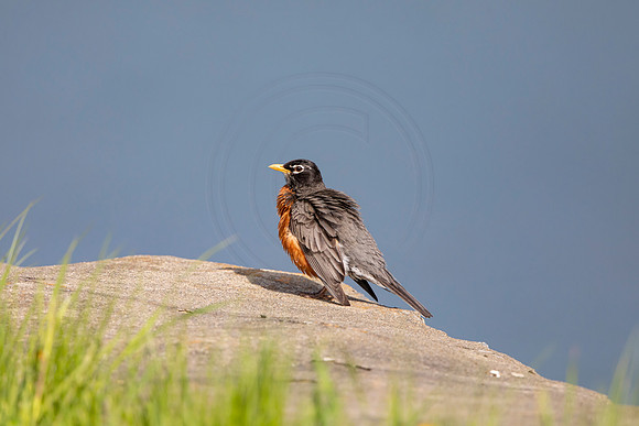 7 robin (AF3A4842 May 16, 2020