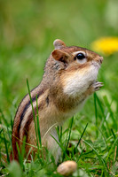 3 chippy (624A9987) May 16, 2017 copy