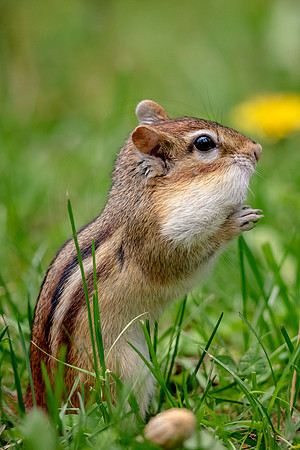 3 chippy (624A9987) May 16, 2017 copy