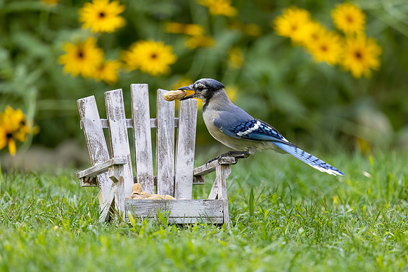 8 bluejay (IMG_1923) September 16, 2022