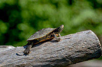 11 turtle (624A0222) September 5, 2020
