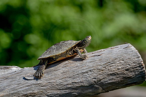 11 turtle (624A0222) September 5, 2020
