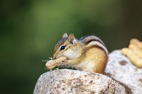 1 chipmunk - woody (624A3786) May 14, 2018