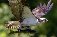 1 osprey (IMG_9960) August 14, 2022
