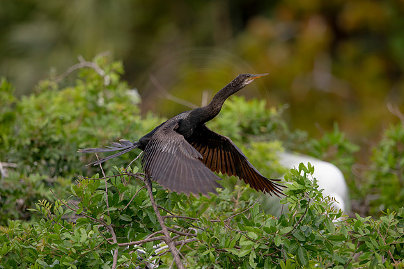 1142 anhinga (6F3A4385) April 18, 2021