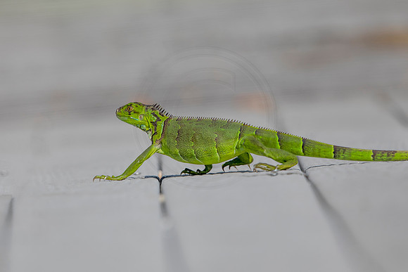 527 iguana (6F3A9238) April 15, 2021