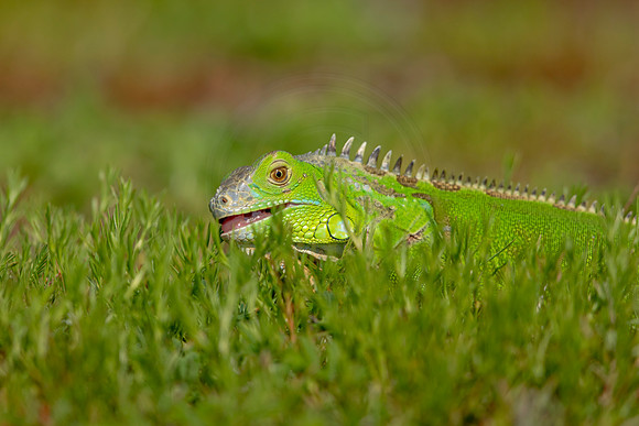 504 iguana (6F3A9113) April 15, 2021