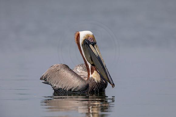 376 pelican (6F3A8417) April 15, 2021