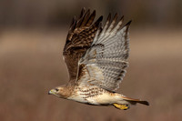 2 red tailed hawk (IMG_4091) February 11, 2023