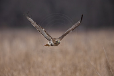 4 red tailed hawk (IMG_6286) February 12, 2023