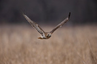 4 red tailed hawk (IMG_6286) February 12, 2023