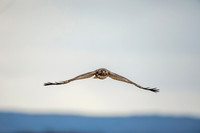 6 immature red tailed hawk (AF3A0053) December 8, 2018